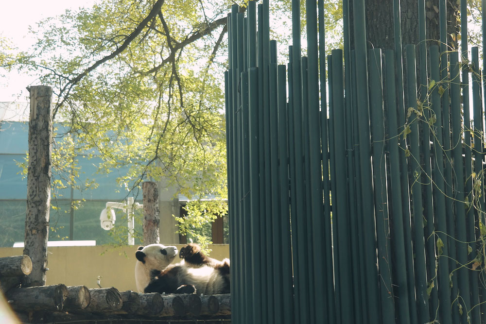 Beijing Trip Part 3: Panda & Forbidden City (+ Itinerary & Budget)